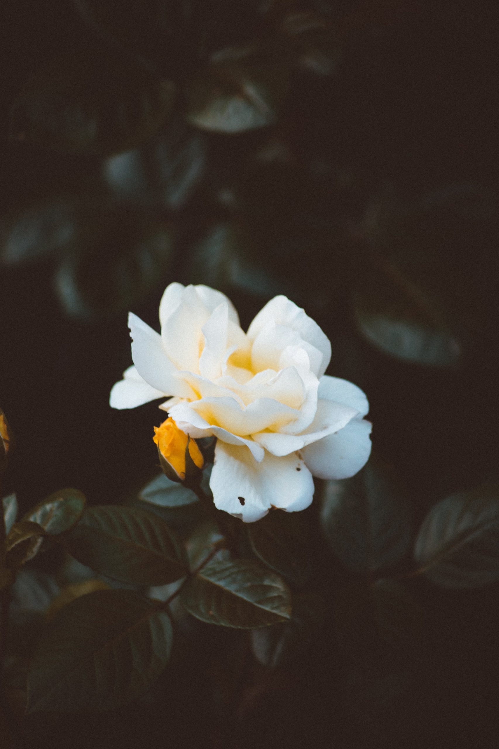 portrait-of-single-white-flower