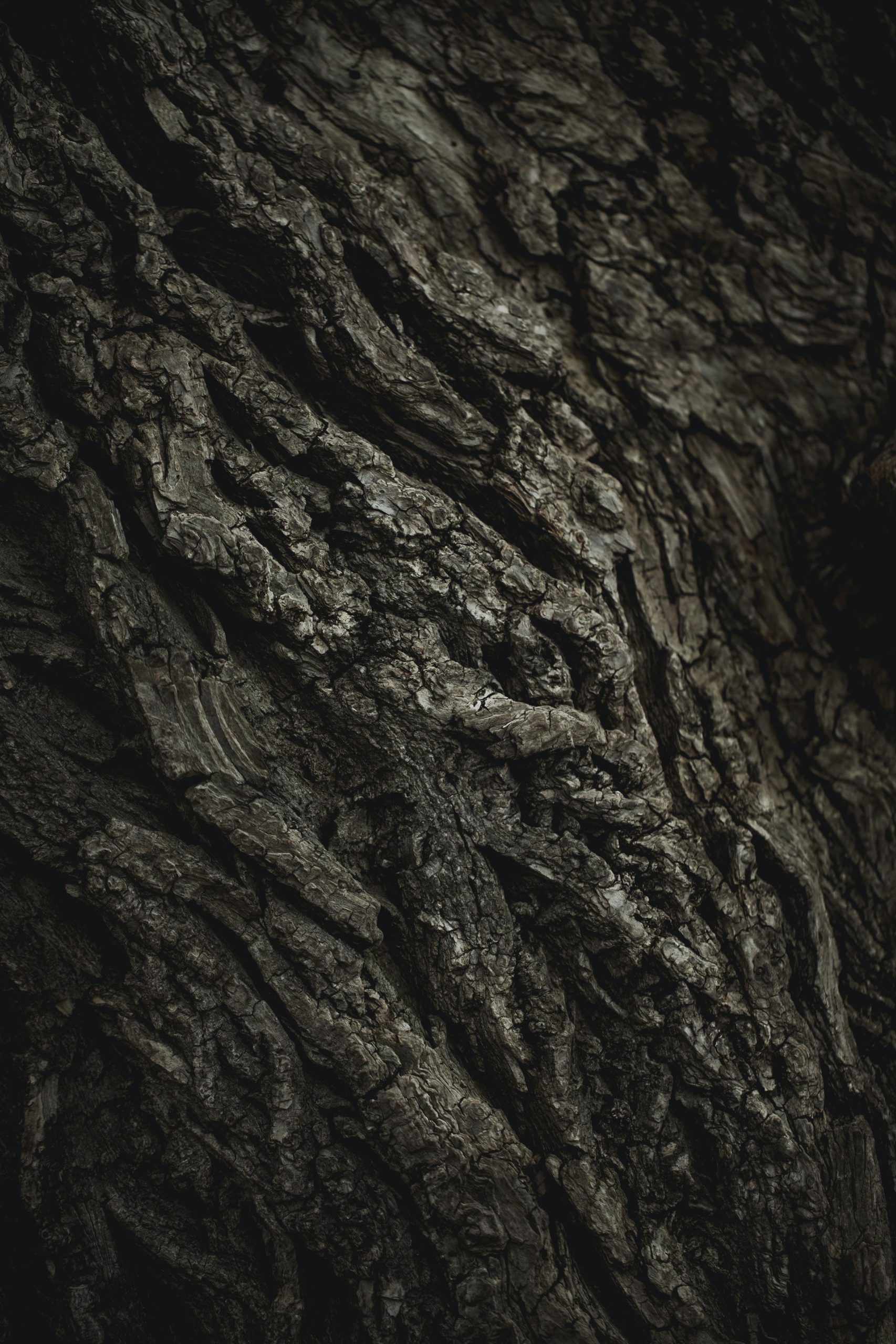 texture-of-old-tree